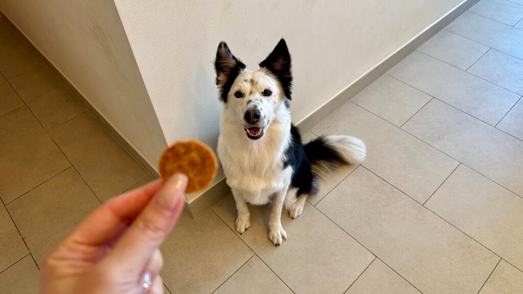 ゴン太のササミチップスを待ち望んでいる愛犬