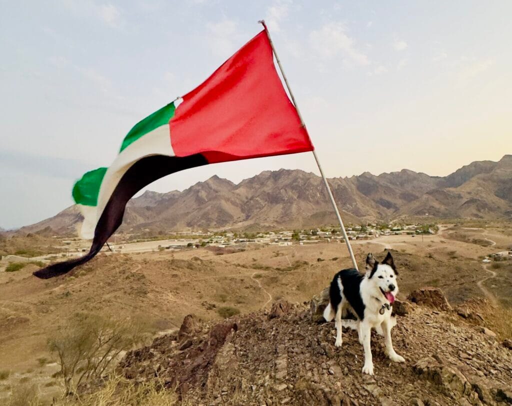 アラブ首長国連邦の国旗と愛犬