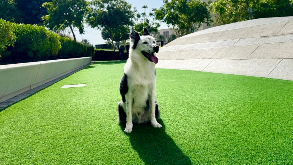 ドッグランで笑顔な愛犬
