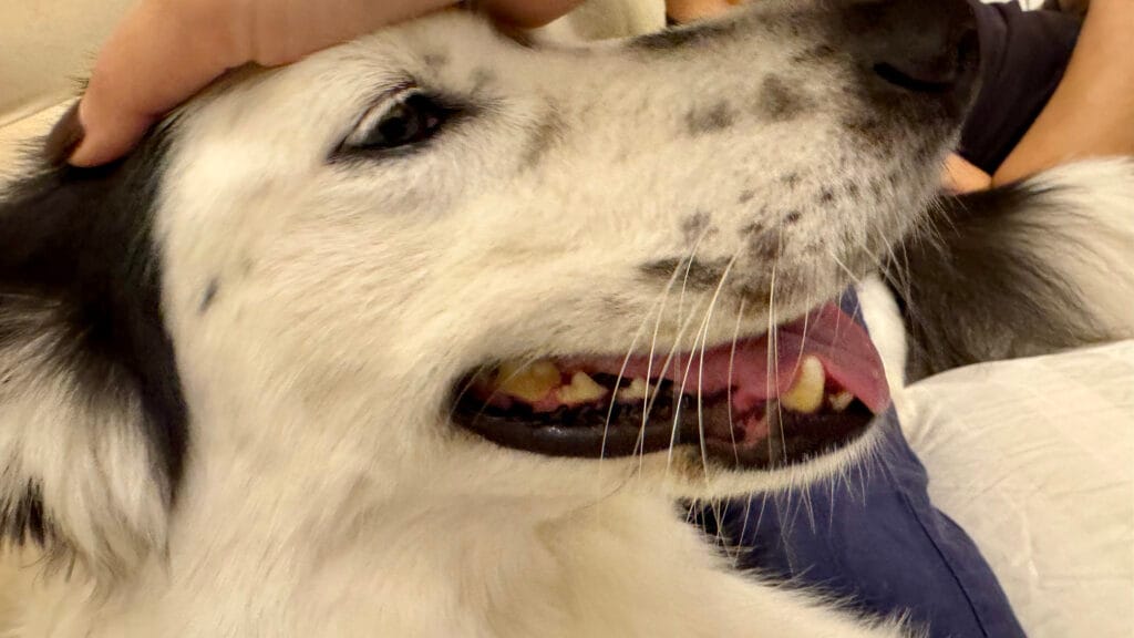 愛犬の歯石取り：ビフォー