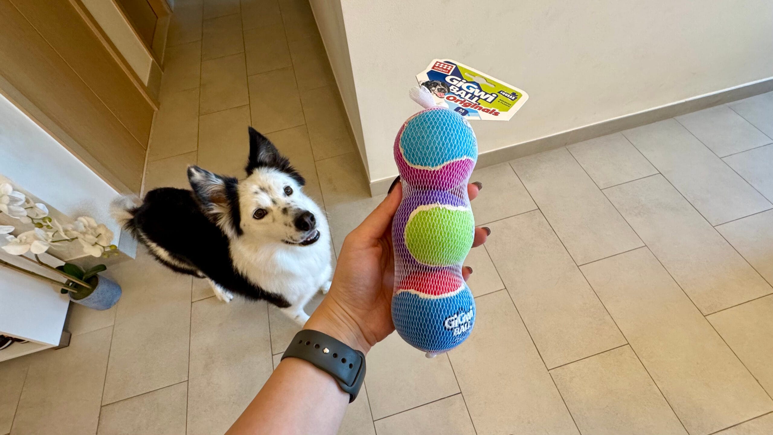愛犬のボーダーコリーとギグウィ (GiGwi)ボール