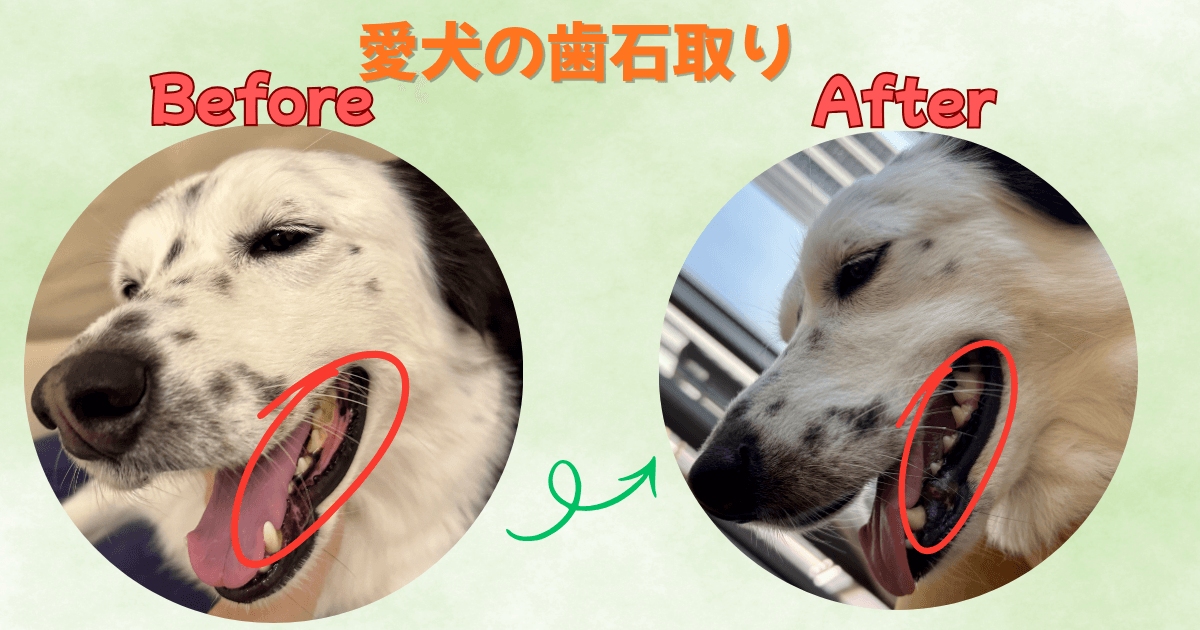 愛犬の歯石取り：ビフォーアフター