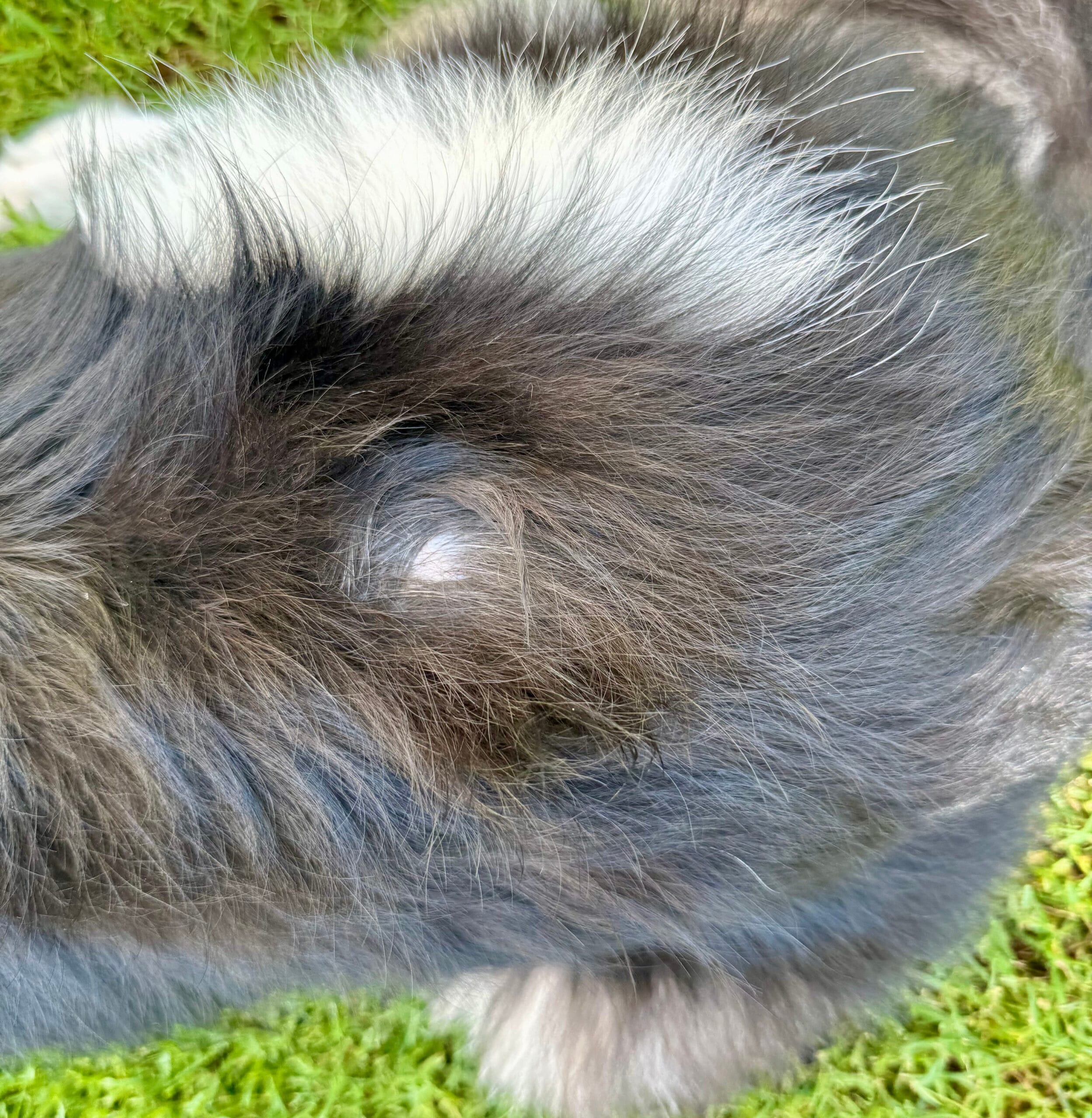 犬の背中に部分ハゲ