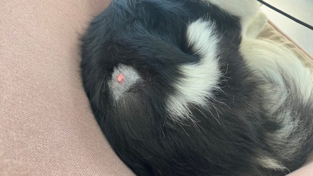 愛犬の皮膚の病気:2日目