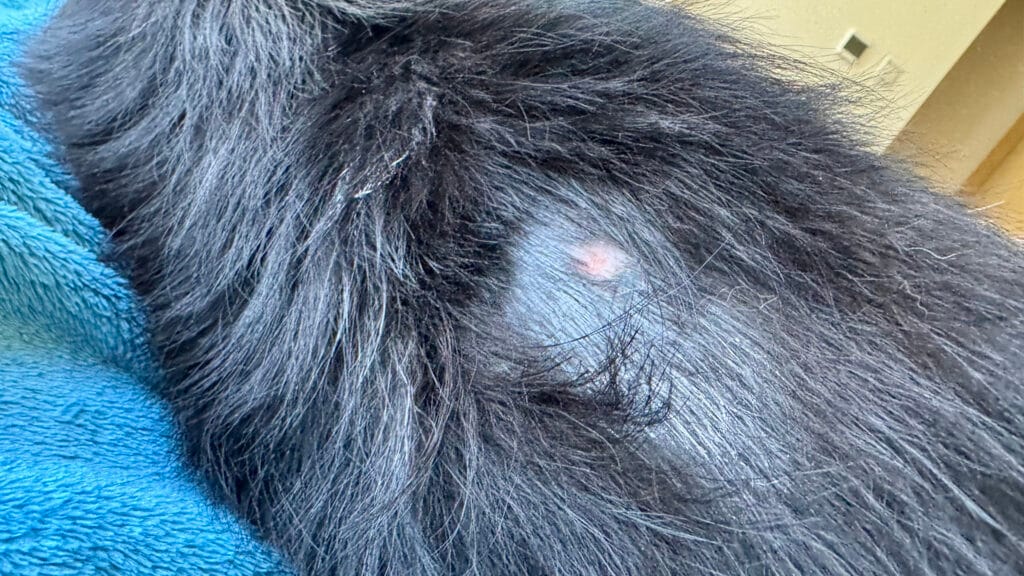 愛犬の皮膚の病気:1週間目
