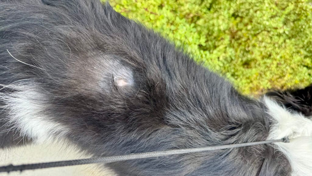 愛犬の皮膚の病気:9日目