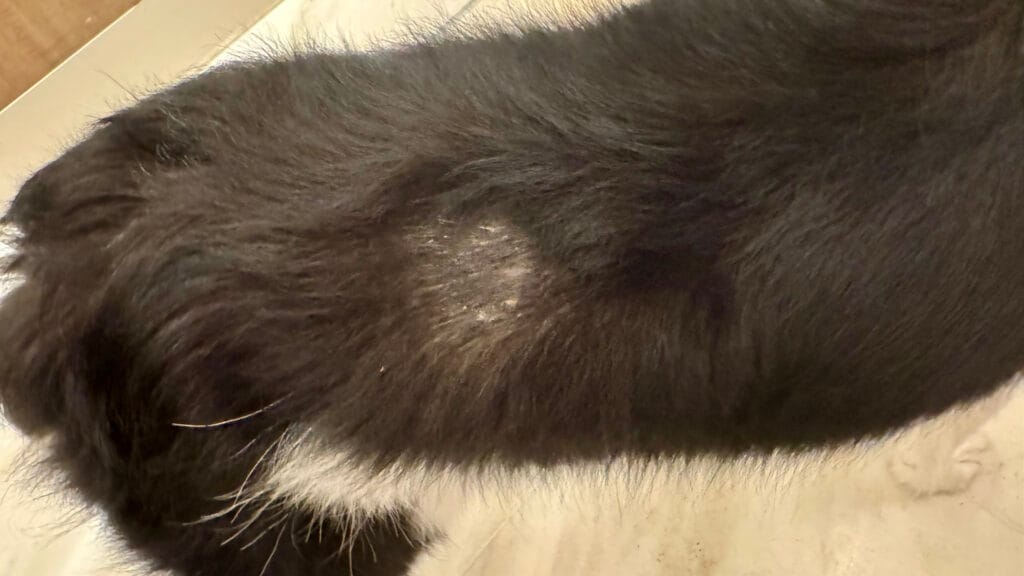 愛犬の皮膚の病気:20日目