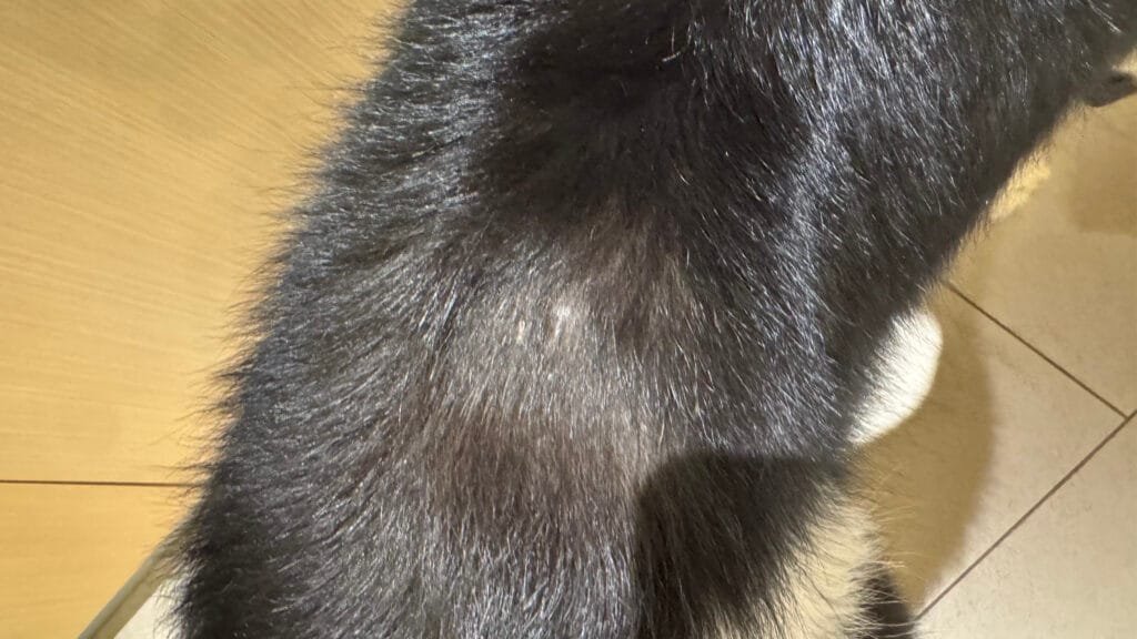 愛犬の皮膚の病気:25日目