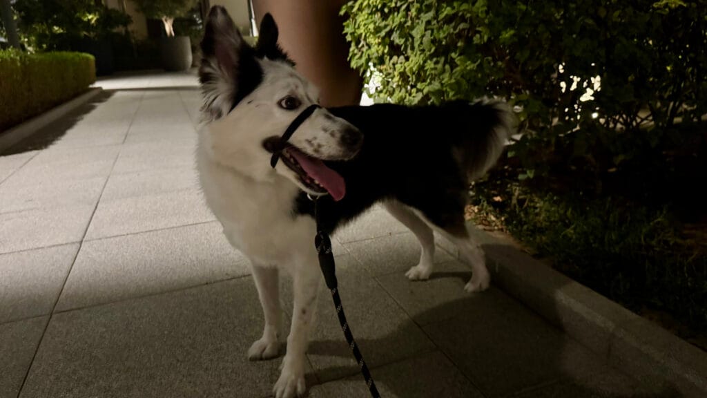 犬用引っ張り防止アイテム:ヘッドカラー装着中