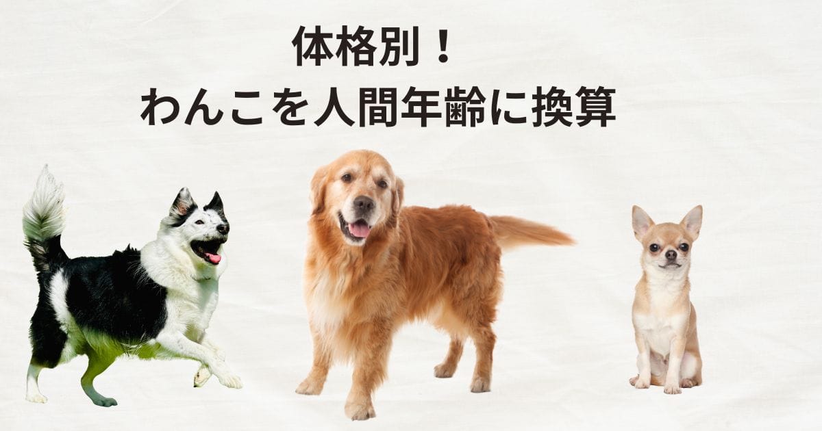 犬の年齢を人間年齢に換算
